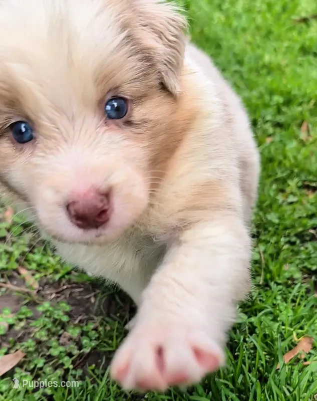 Quinn4Boy2- RMM, NBT, OFAs, genetics, blue eyes likely – Australian Shepherd puppy for sale in South Hill, VA