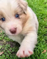 Quinn4Boy2- RMM, NBT, OFAs, genetics, blue eyes likely, a male Australian Shepherd for sale in South Hill, VA – Photo 1 of 10