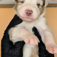 Quinn4Boy2- RMM, NBT, OFAs, genetics, blue eyes likely, a male Australian Shepherd for sale in South Hill, VA – Photo 9 of 10