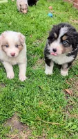 Quinn4Boy2- RMM, NBT, OFAs, genetics, blue eyes likely, a male Australian Shepherd for sale in South Hill, VA – Photo 10 of 10