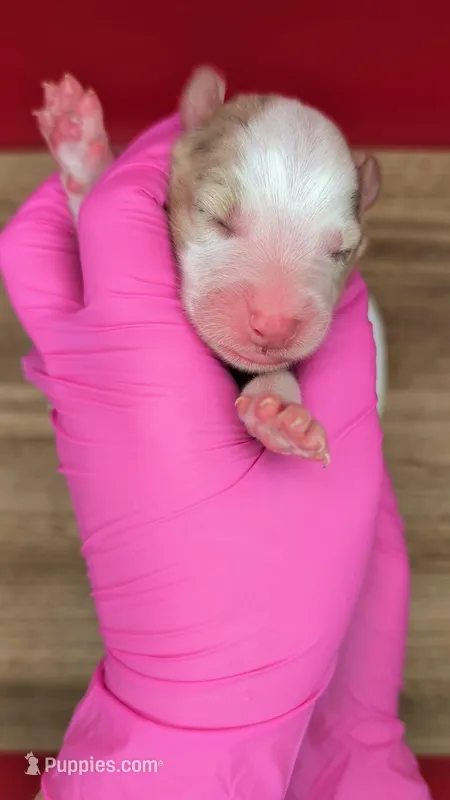 Quinn4Boy2- RMM, NBT, OFAs, genetics, blue eyes likely