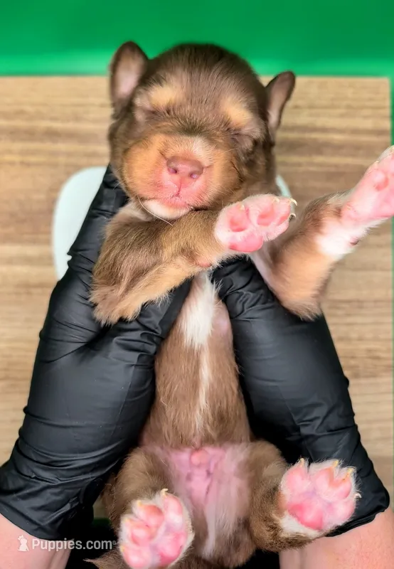 Jasmine3Boy3 RTM+LongTail+Blue Eyes🤞 CHIC-OFAs-DNA-AKC titled – Australian Shepherd puppy for sale in South Hill, VA