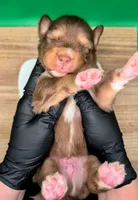Jasmine3Boy3 RTM+LongTail+Blue Eyes🤞 CHIC-OFAs-DNA-AKC titled, a male Australian Shepherd for sale in South Hill, VA – 1 of 10