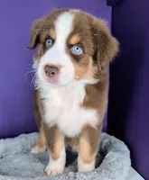Jasmine3Boy5 RTM+NBT+Blue Eye CHIC-OFAs-DNA-AKC titled parents, a male Australian Shepherd for sale in South Hill, VA – 2 of 10