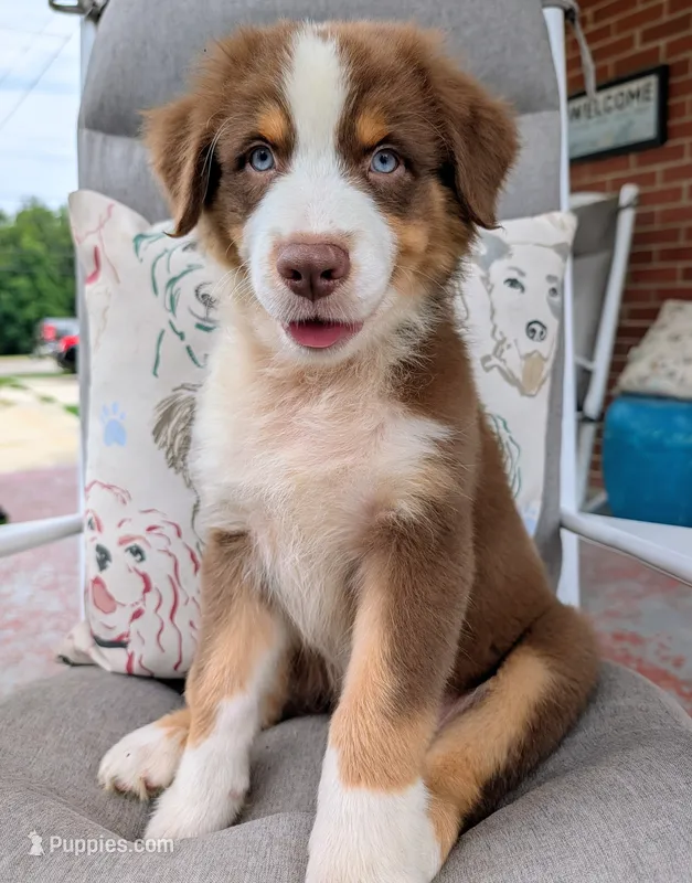 RON (Jasmine3Boy5) RTM+NBT+Blue Eyes🤞 CHIC-OFAs-DNA-AKC titled parents – Australian Shepherd puppy for sale in South Hill, VA