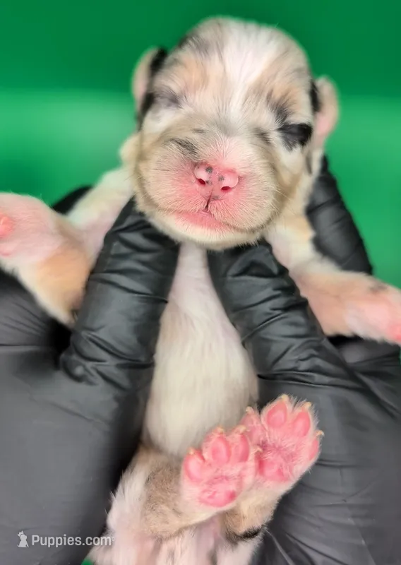 Jasmine3Girl1- BMF,LongTail,CHIC/OFAs/DNA/AKC titled, blue eyes likely – Australian Shepherd puppy for sale in South Hill, VA