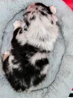 Jasmine3Boy1 BMM+NBT+Blue Eyes🤞 CHIC-OFAs-DNA-AKC titled, a male Australian Shepherd for sale in South Hill, VA – 8 of 10
