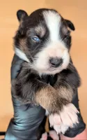 Raven3Boy1- BTM, LONG Tail, OFAs, genetics, blue eyes likely, a male Australian Shepherd for sale in South Hill, VA – 10 of 10