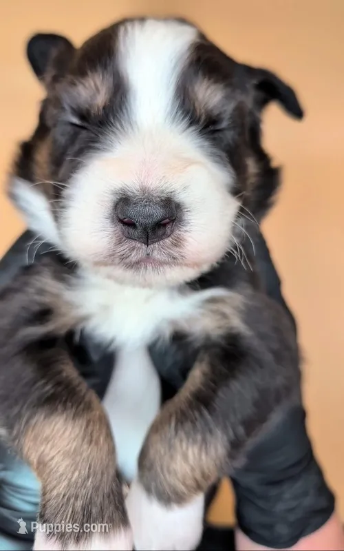 Raven3Boy1- BTM, LONG Tail, OFAs, genetics, blue eyes likely – Australian Shepherd puppy on hold in South Hill, VA