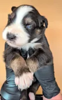 Raven3Boy1- BTM, LONG Tail, OFAs, genetics, blue eyes likely, a male Australian Shepherd for sale in South Hill, VA – 9 of 10
