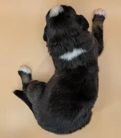 Raven3Boy1- BTM, LONG Tail, OFAs, genetics, blue eyes likely, a male Australian Shepherd for sale in South Hill, VA – 8 of 10