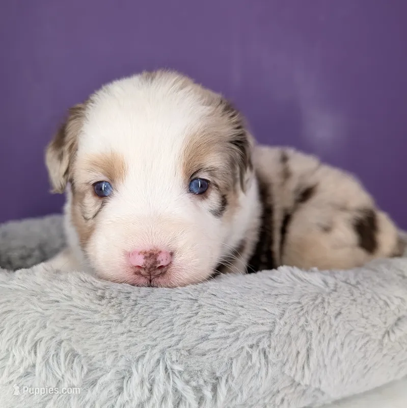 Raven3Girl4- RMF, LONG Tail, OFAs, genetics, blue eyes likely – Australian Shepherd puppy for sale in South Hill, VA