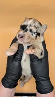 RemiGirl1- BMF, LONG tail, blue eyes 🤞 CHIC-OFA-DNA-AKC Titled Parents, a female Australian Shepherd for sale in South Hill, VA – 3 of 10