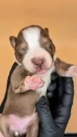 Remi4Boy3- RTM, LONG tail, blue eyes 🤞 CHIC-OFA-DNA-AKC Titled Parents, a male Australian Shepherd for sale in South Hill, VA – 1 of 10
