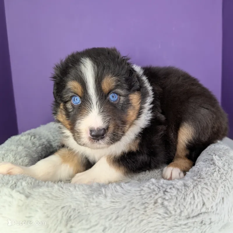 Quinn5Boy3- BTM,NBT, blue eyes likely, CHIC-OFA-DNA-AKC Titled Parents – Australian Shepherd puppy for sale in South Hill, VA