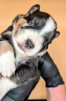 Raven3Girl2- BMF, LONG Tail, OFAs, genetics, blue eyes likely, a female Australian Shepherd for sale in South Hill, VA – 3 of 10