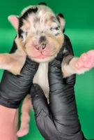 Jasmine3Boy1- BMM,NBT,CHIC/OFAs/DNA/AKC titled, blue eyes likely, a male Australian Shepherd for sale in South Hill, VA – 3 of 10