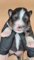 Quinn5Boy3- BTM,NBT, blue eyes likely, CHIC-OFA-DNA-AKC Titled Parents, a male Australian Shepherd for sale in South Hill, VA – 7 of 9