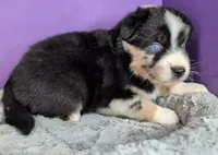 Raven3Girl2- BTM, LONG Tail, OFAs, genetics, blue eyes likely, a female Australian Shepherd for sale in South Hill, VA – 6 of 9