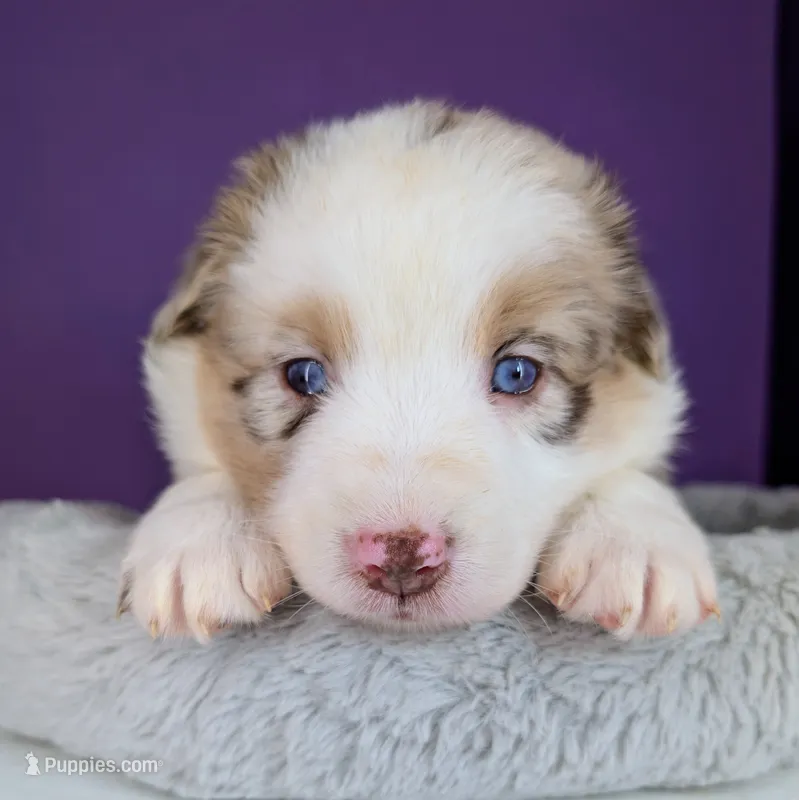 Raven3Girl4- RMF, LONG Tail, OFAs, genetics, blue eyes likely – Australian Shepherd puppy on hold in South Hill, VA