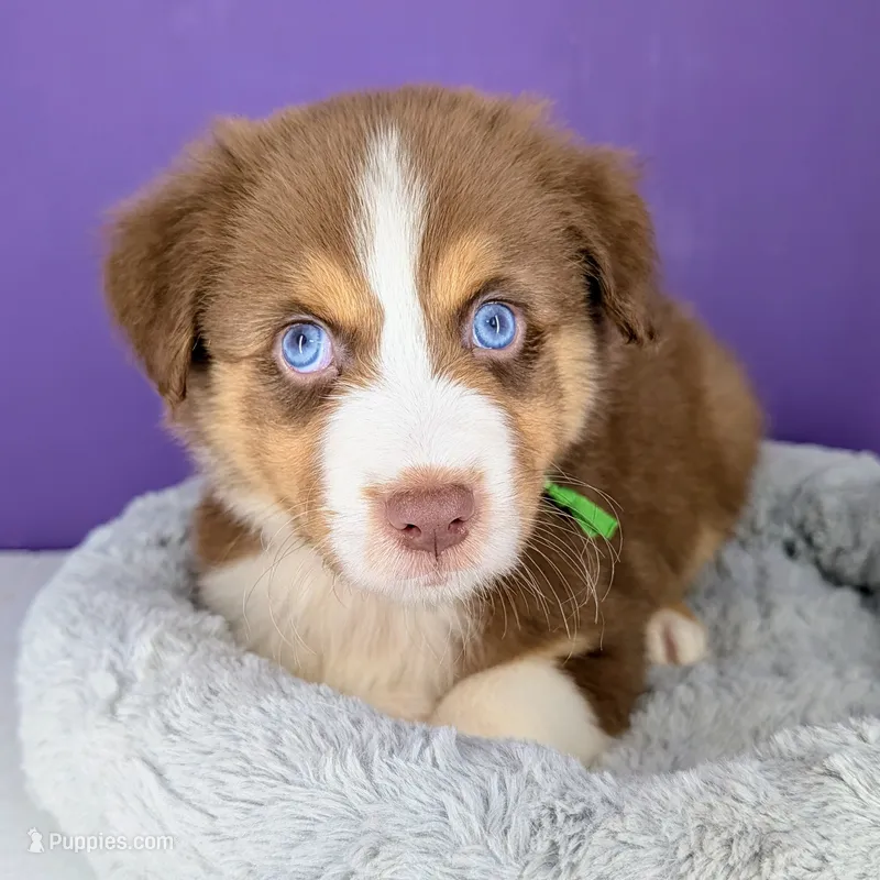 Jasmine3Boy4 RTM+NBT+Blue Eyes🤞 CHIC-OFAs-DNA-AKC titled – Australian Shepherd puppy for sale in South Hill, VA