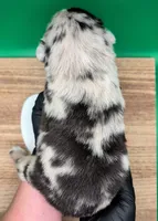 Jasmine3Boy1 BMM+NBT+Blue Eyes🤞 CHIC-OFAs-DNA-AKC titled, a male Australian Shepherd for sale in South Hill, VA – 10 of 10