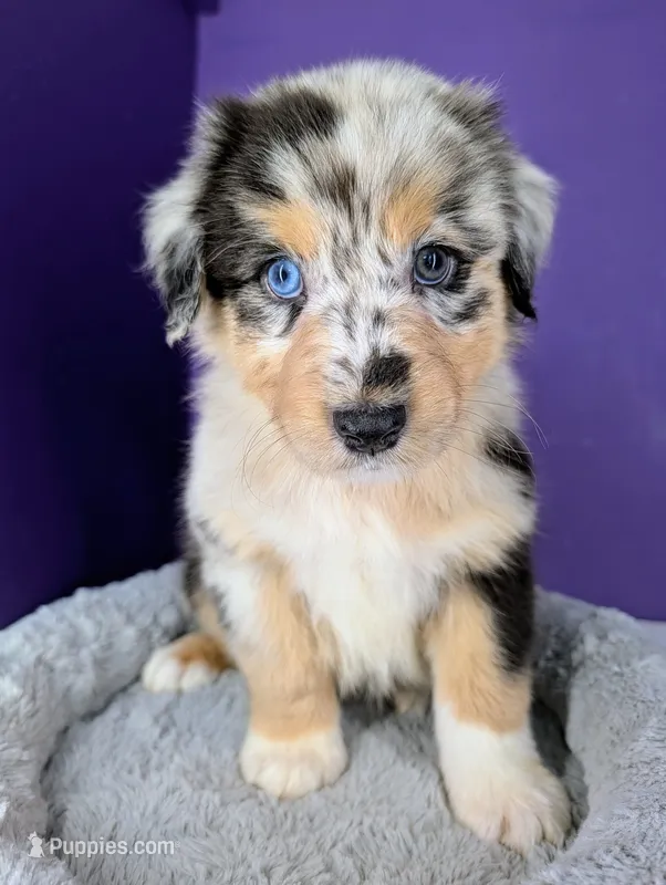 Jasmine3Boy1 BMM+NBT+Blue Eyes🤞 CHIC-OFAs-DNA-AKC titled – Australian Shepherd puppy for sale in South Hill, VA