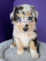Jasmine3Boy1 BMM+NBT+Blue Eyes🤞 CHIC-OFAs-DNA-AKC titled, a male Australian Shepherd for sale in South Hill, VA – 1 of 10