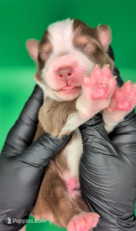 Jasmine3Boy5- RTM,NBT,CHIC/OFAs/DNA/AKC titled, blue eyes likely – Australian Shepherd puppy for sale in South Hill, VA