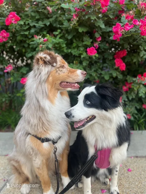 GRACE(Pepper1Girl2) and OSCAR – Australian Shepherd puppy for sale in South Hill, VA