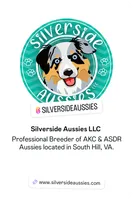 Raven3Girl2- BTM, LONG Tail, OFAs, genetics, blue eyes likely, a female Australian Shepherd for sale in South Hill, VA – 3 of 9