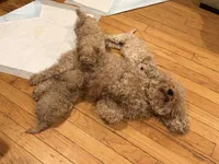 Hope, a female Maltipoo for sale in Londonderry, NH – 6 of 10