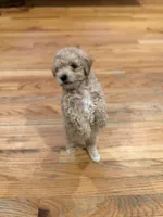 Cinderella , a female Maltipoo for sale in Londonderry, NH – 2 of 10