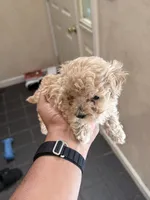 Coco Jr., a male Maltipoo for sale in Londonderry, NH – 10 of 10