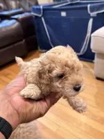 Coco Jr., a male Maltipoo for sale in Londonderry, NH – 6 of 10