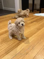 Cinderella , a female Maltipoo for sale in Londonderry, NH – 1 of 10