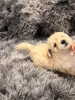 Milk, a male Maltipoo for sale in Londonderry, NH – Photo 6 of 10