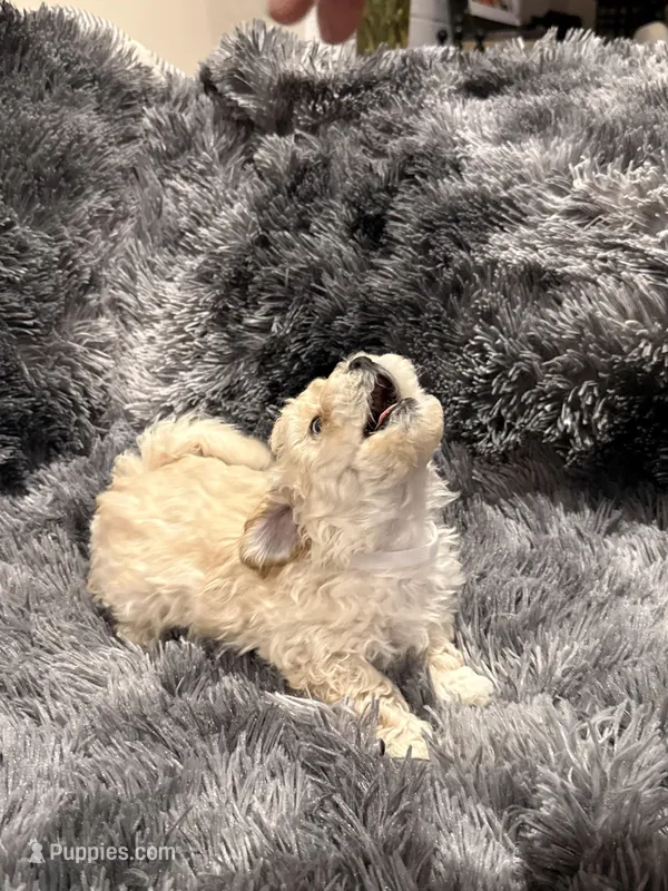 Milk – Maltipoo puppy for sale in Londonderry, NH