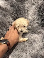 Milk, a male Maltipoo for sale in Londonderry, NH – Photo 7 of 10