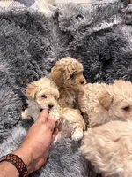 Milk, a male Maltipoo for sale in Londonderry, NH – Photo 4 of 10