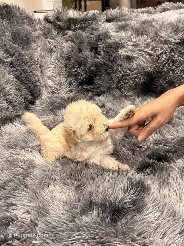 Milk – Maltipoo puppy for sale in Londonderry, NH