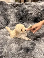 Milk, a male Maltipoo for sale in Londonderry, NH – Photo 8 of 10