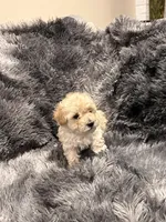 Milk, a male Maltipoo for sale in Londonderry, NH – Photo 3 of 10