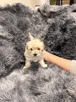 Milk, a male Maltipoo for sale in Londonderry, NH – Photo 10 of 10