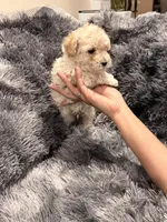 Milk, a male Maltipoo for sale in Londonderry, NH – Photo 5 of 10