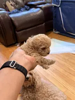 Hope, a female Maltipoo for sale in Londonderry, NH – 3 of 10