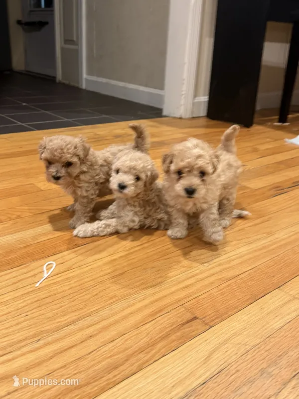 Coco Jr. – Maltipoo puppy for sale in Londonderry, NH