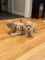 Coco Jr., a male Maltipoo for sale in Londonderry, NH – 1 of 10