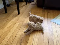 Coco Jr., a male Maltipoo for sale in Londonderry, NH – 9 of 10