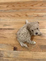 Coco Jr, a male Maltipoo for sale in Londonderry, NH – 2 of 5